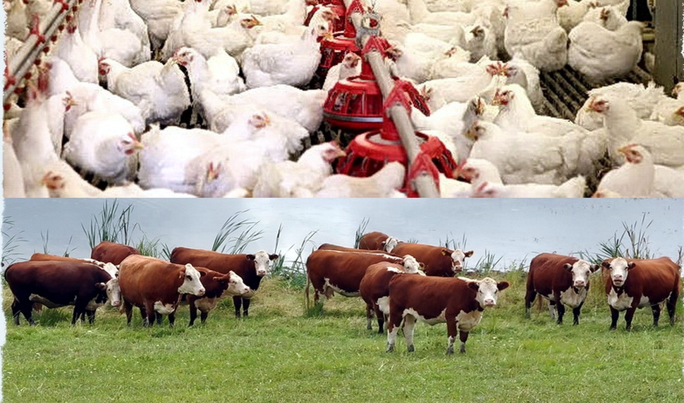 Wołowina versus drób